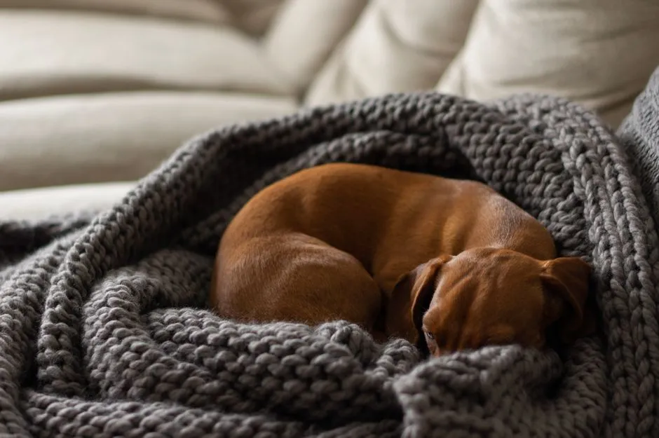Do Calming Dog Beds Work? What to Expect Before Buying
