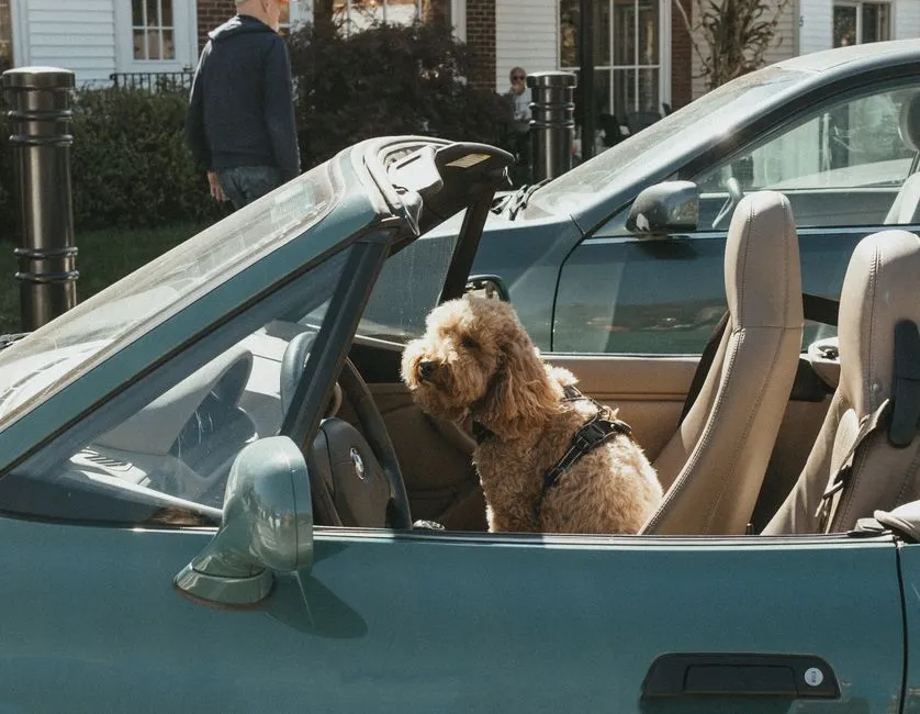 Best Dog Car Harnesses and Seat Belts: Crash-Test Basics