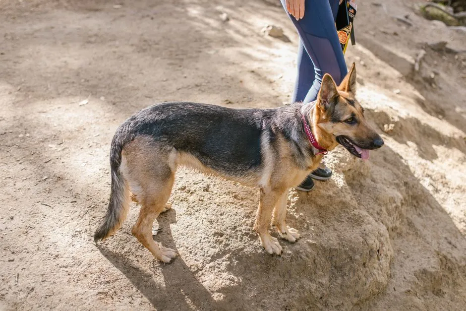 Best Dog Life Jackets: Fit, Buoyancy, and Top Picks