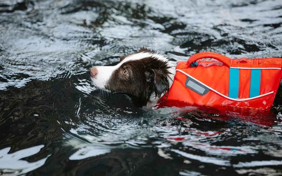 Dog Cooling Vests: How They Work and How to Choose