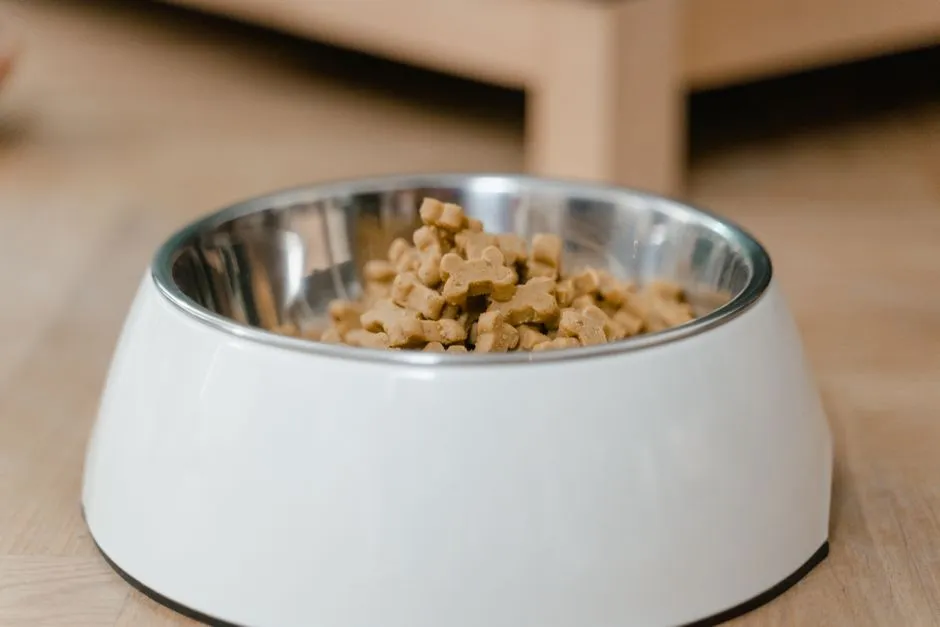 Elevated Dog Bowls: Pros, Cons, and Who Should Skip Them