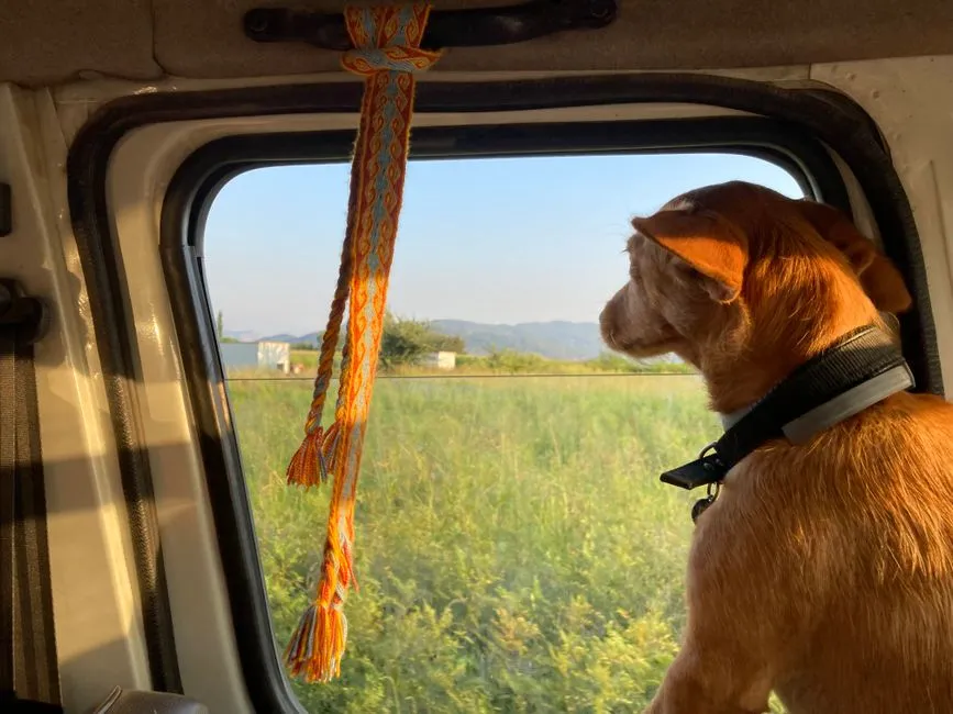 Dog Travel Gear Checklist: What to Pack by Trip Type
